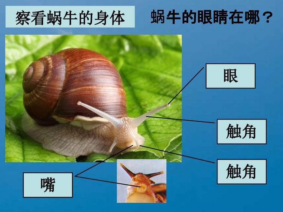 教科版科学三年级上册2.2蜗牛一ppt课件_第5页