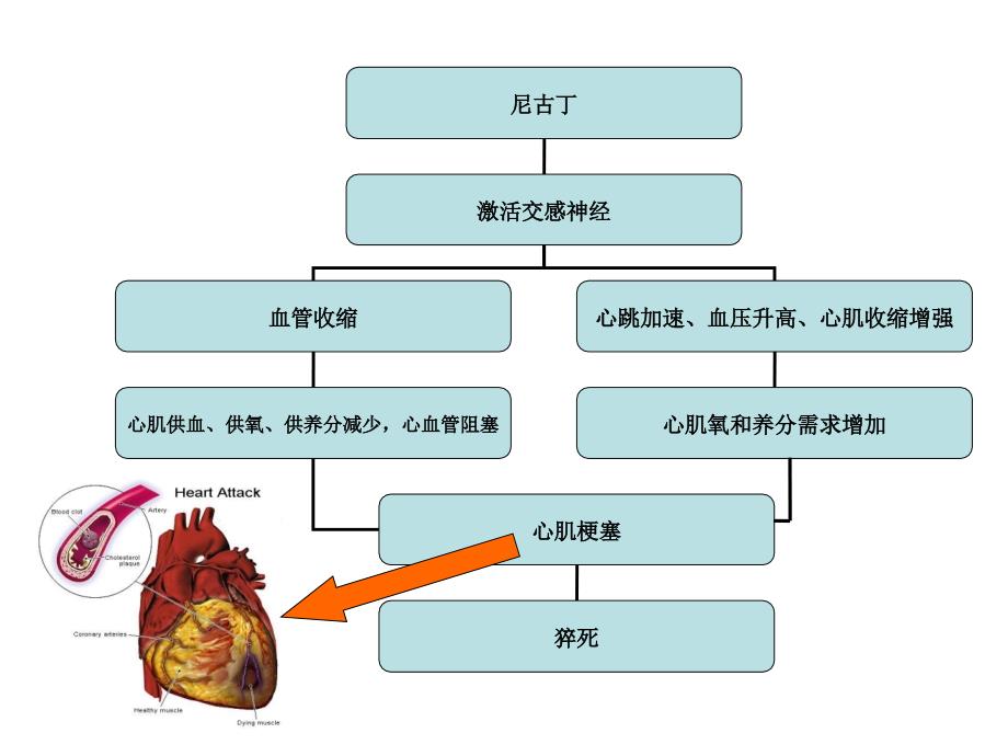 被动吸烟的危害(袁明武)讲义_第4页