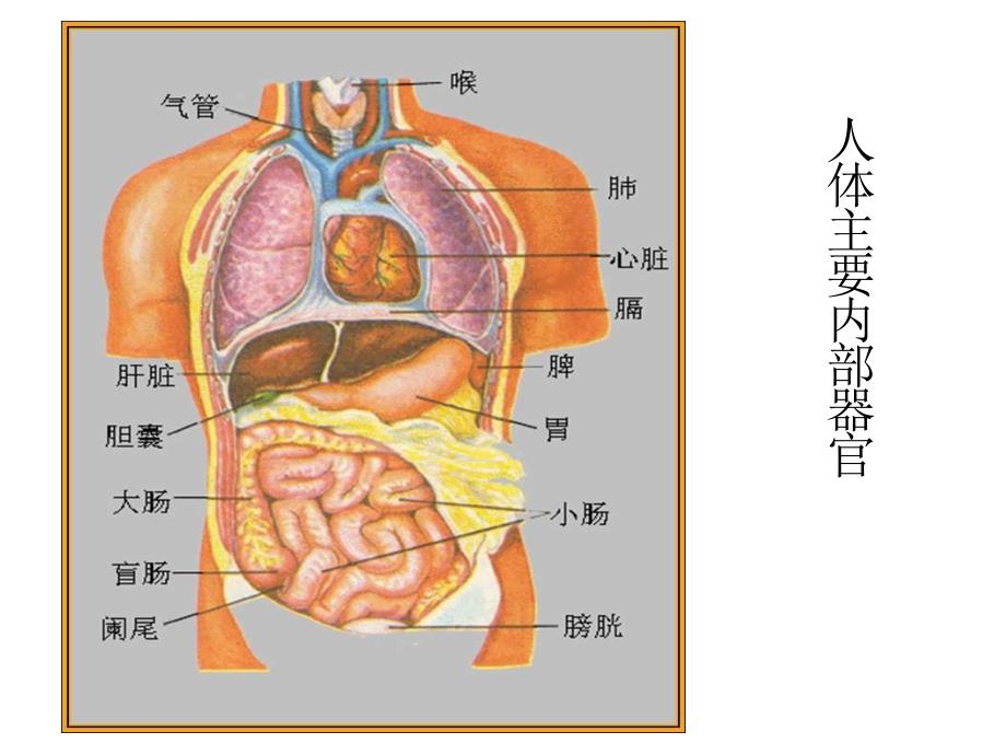 人体的组成科学课件_第4页