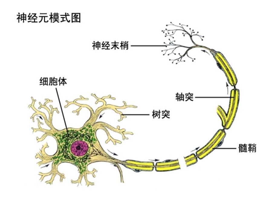 一神经系统的组成_第2页