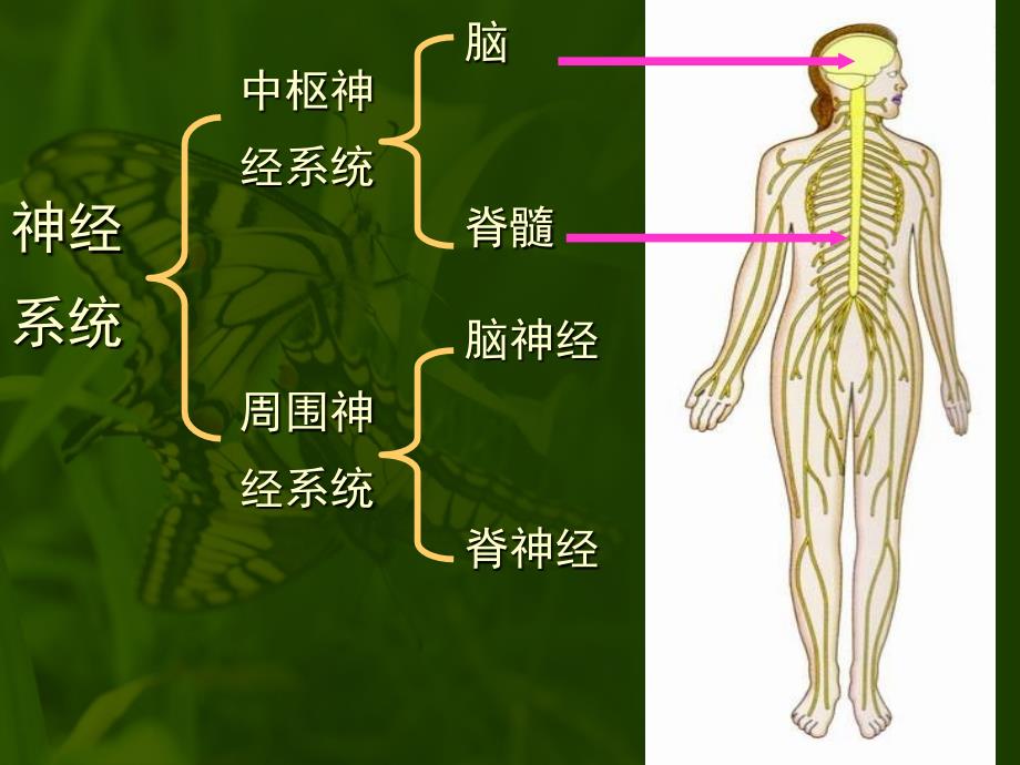 一神经系统的组成_第4页