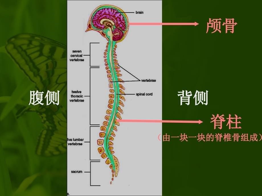 一神经系统的组成_第5页