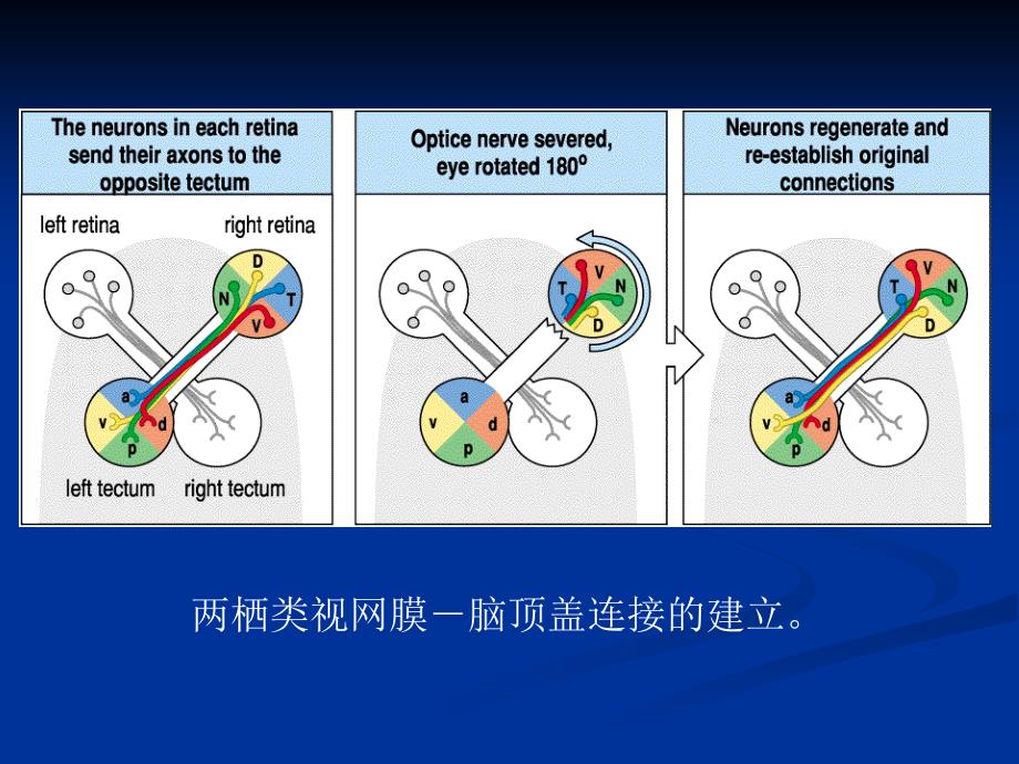 第十四眼的发育_第3页