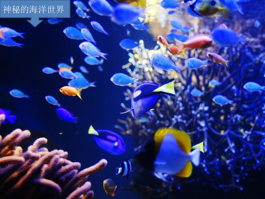 一年级上册音乐课件水族馆人教新课标版教学文档_第2页