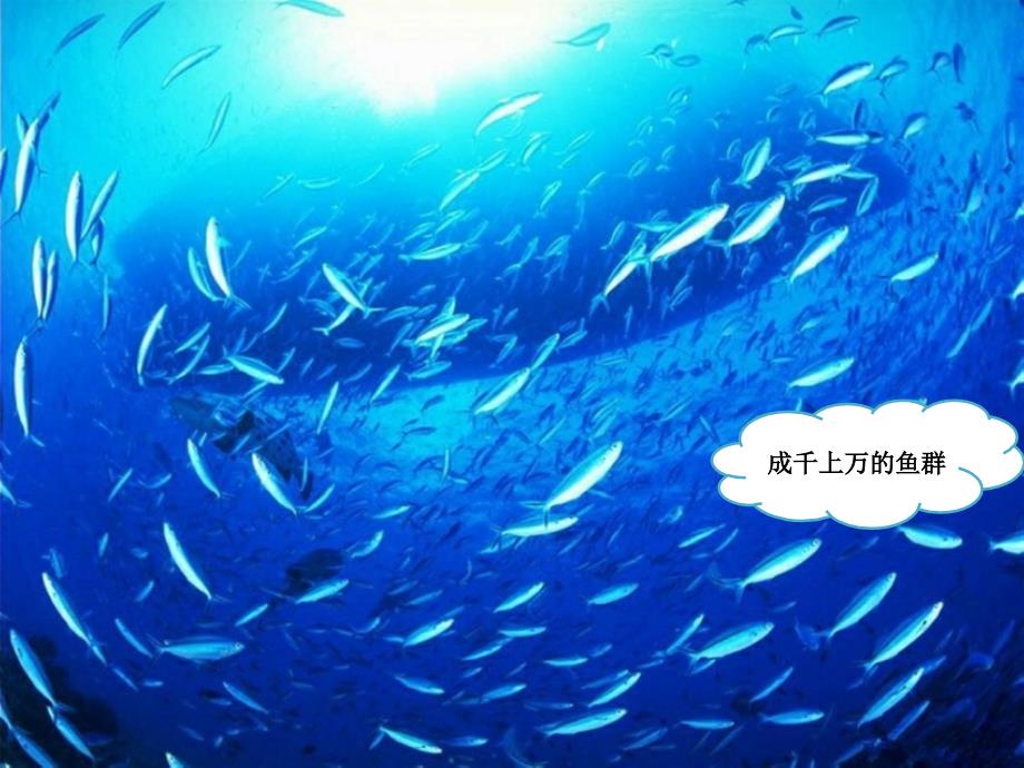 一年级上册音乐课件水族馆人教新课标版教学文档_第3页