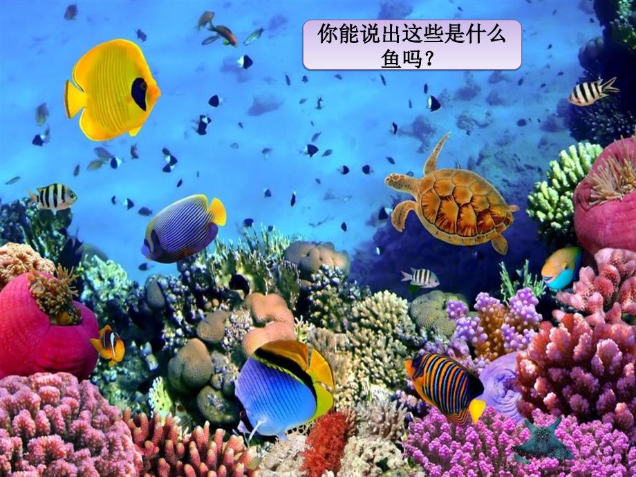 一年级上册音乐课件水族馆人教新课标版教学文档_第4页