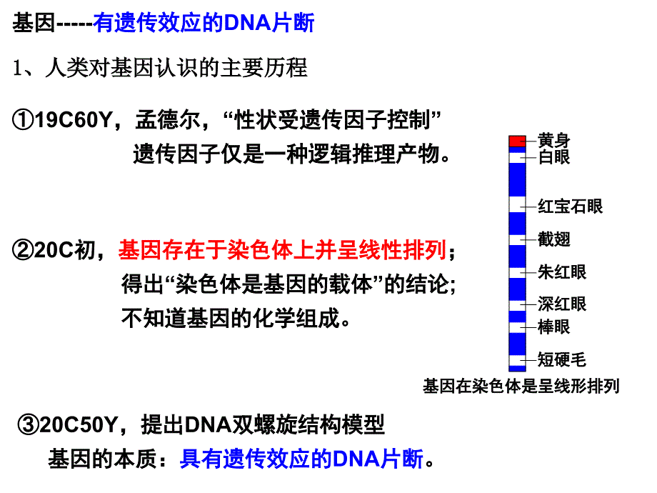 基因控制蛋白质合成课件_第4页