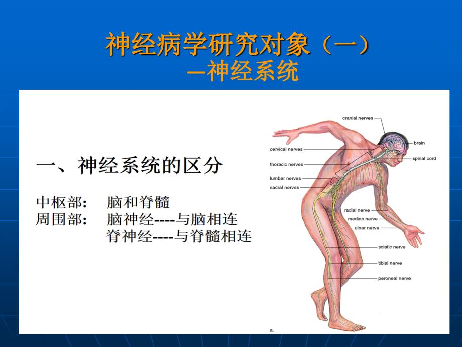 神经病学——大脑小脑脊髓的结构与功能PPT文档_第2页