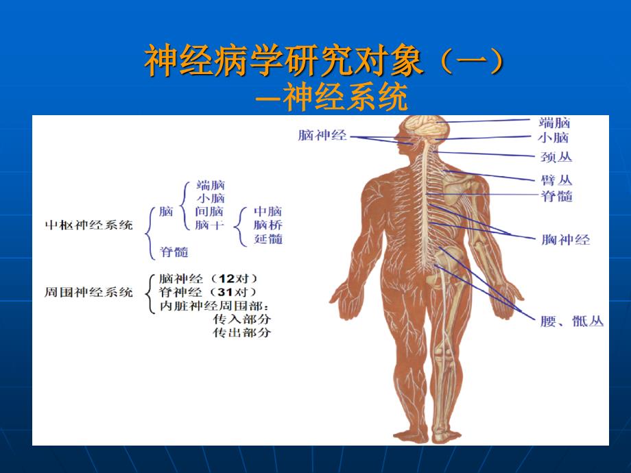 神经病学——大脑小脑脊髓的结构与功能PPT文档_第3页