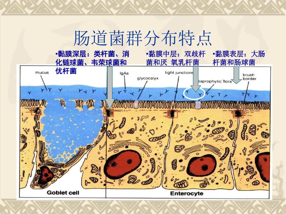 粪菌移植的临床应用_第4页