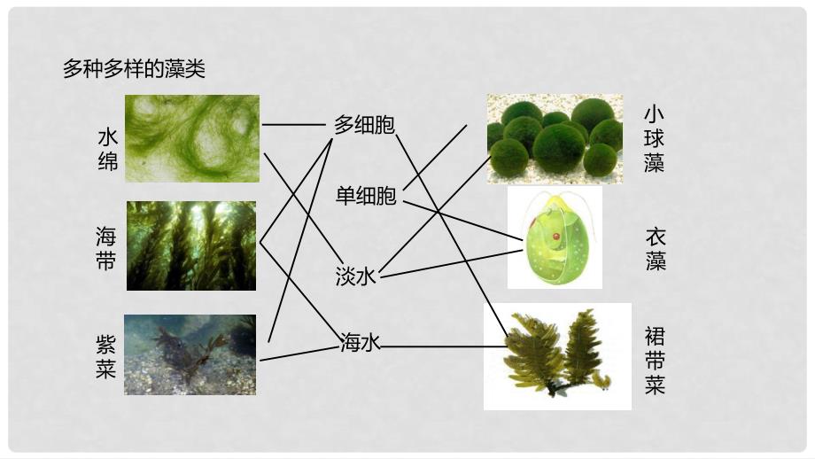 七年级生物上册 3.1.1 藻类、苔藓和蕨类植物课件 （新版）新人教版_第4页