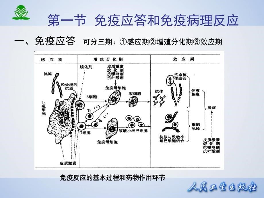 药理学第7版课件第四十八章影响免疫功能的药物_第5页