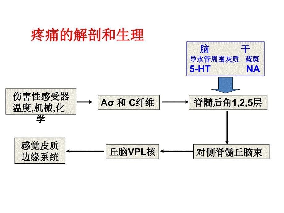 神经病理性疼的概念与诊断李焰生_第5页