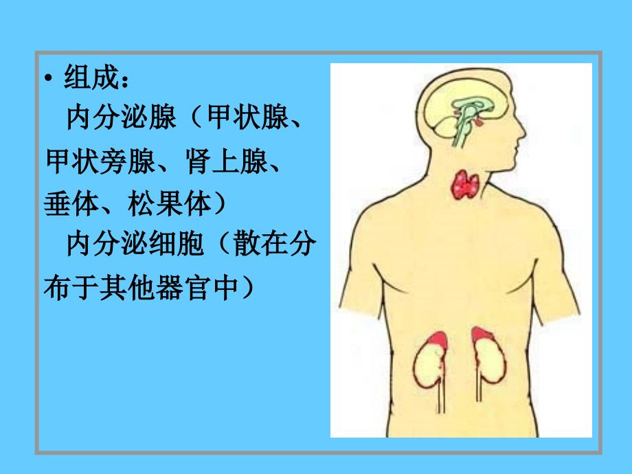 组织胚胎学13内分泌系统_第2页