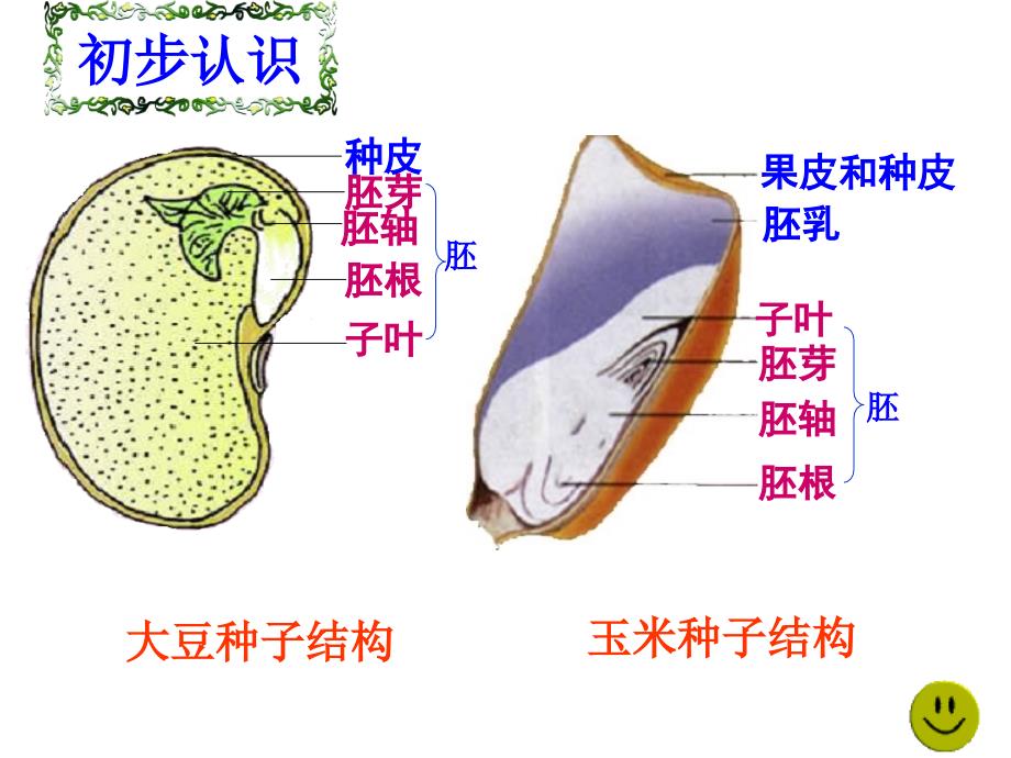 观察种子结构_第3页