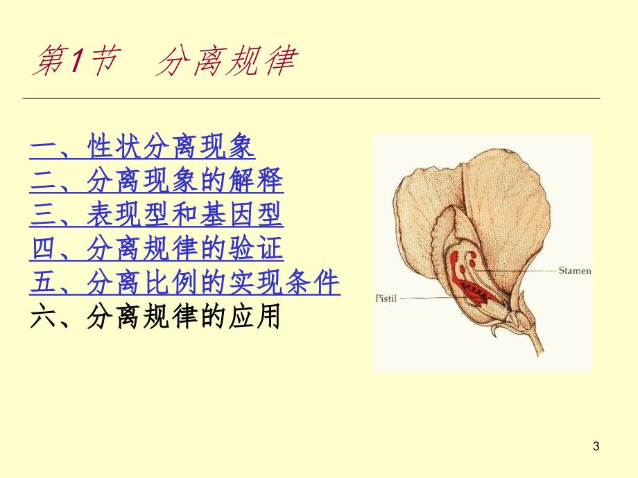 孟德尔遗传幻灯片_第3页