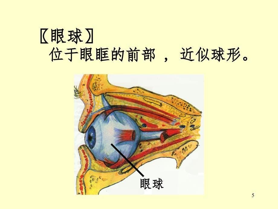 眼部解剖结构PPT课件_第5页