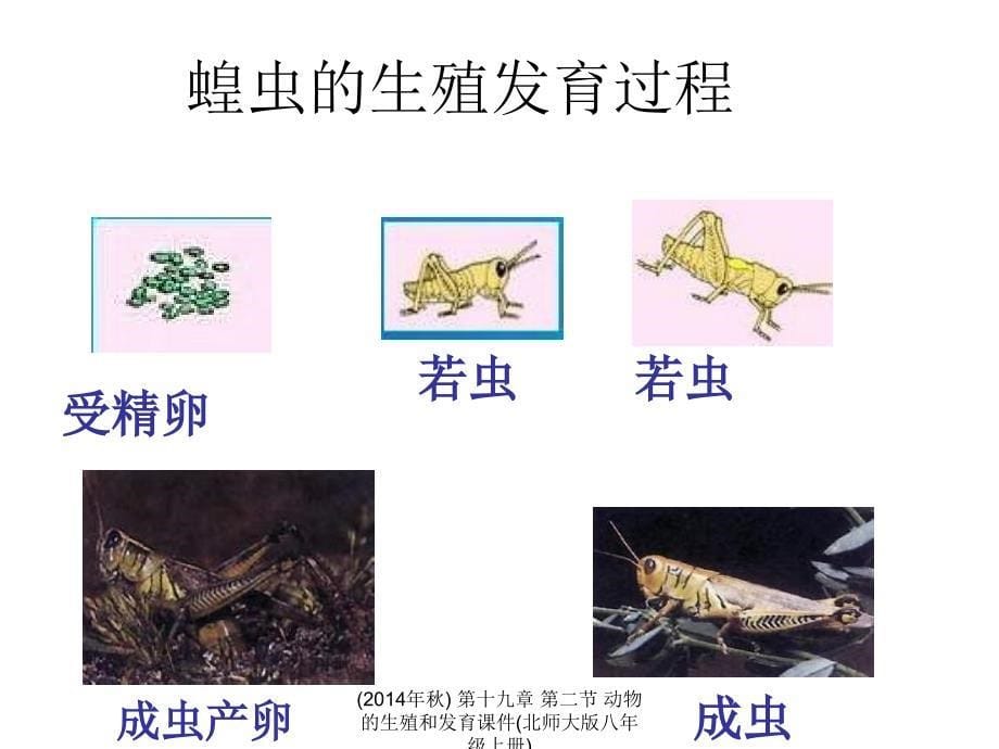 第十九章第二节动物的生殖和发育课件北师大版八年级上册经典实用_第5页