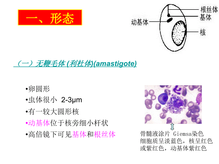 医学微生物学：24-杜氏利什曼原虫_第3页