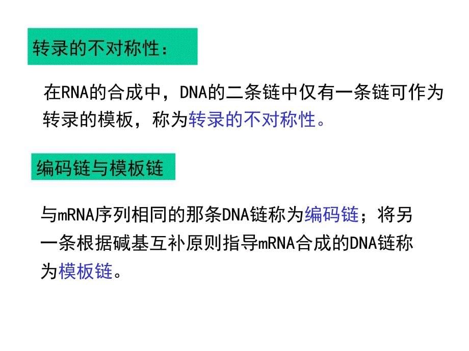 《生物信息的传递上》PPT课件.ppt_第5页