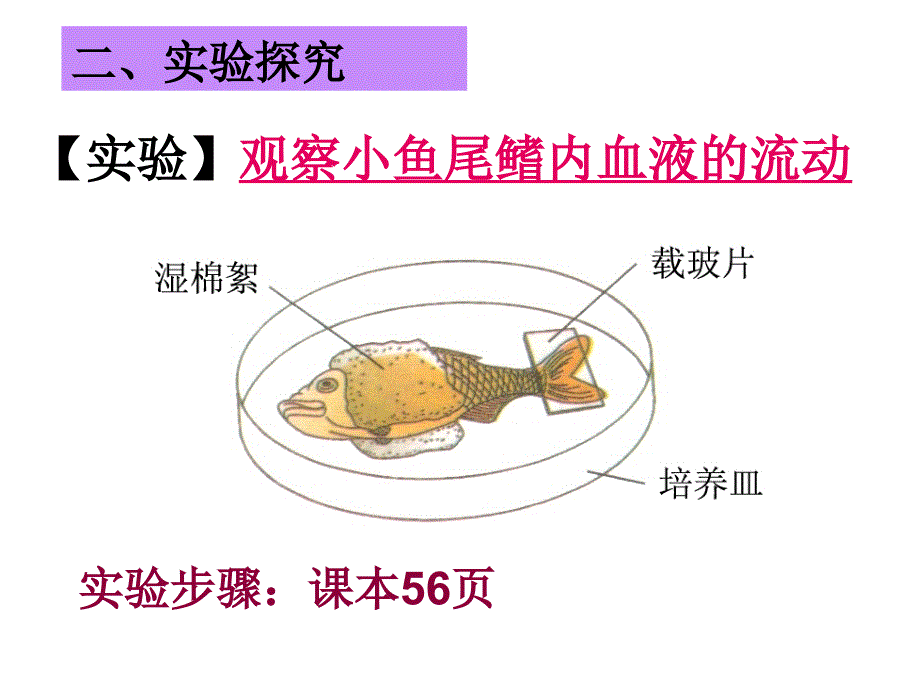 4.4.2血流的管道——血管2_第3页