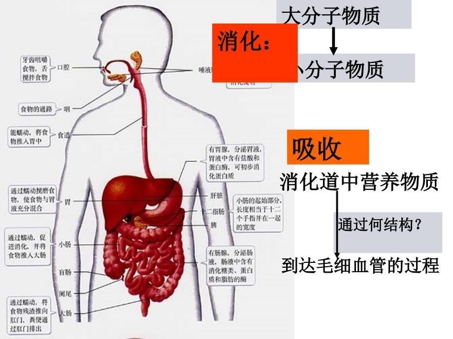 第三章细胞的基本结构10028_第5页