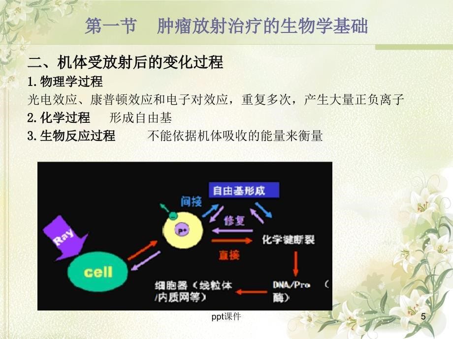 临床肿瘤放射生物学ppt课件_第5页