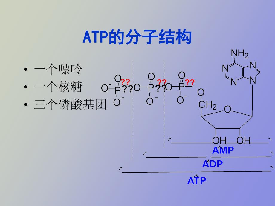 磷酸原代谢与运动_第4页