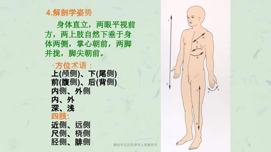 解剖学总论和骨学人体解剖学课件_第5页