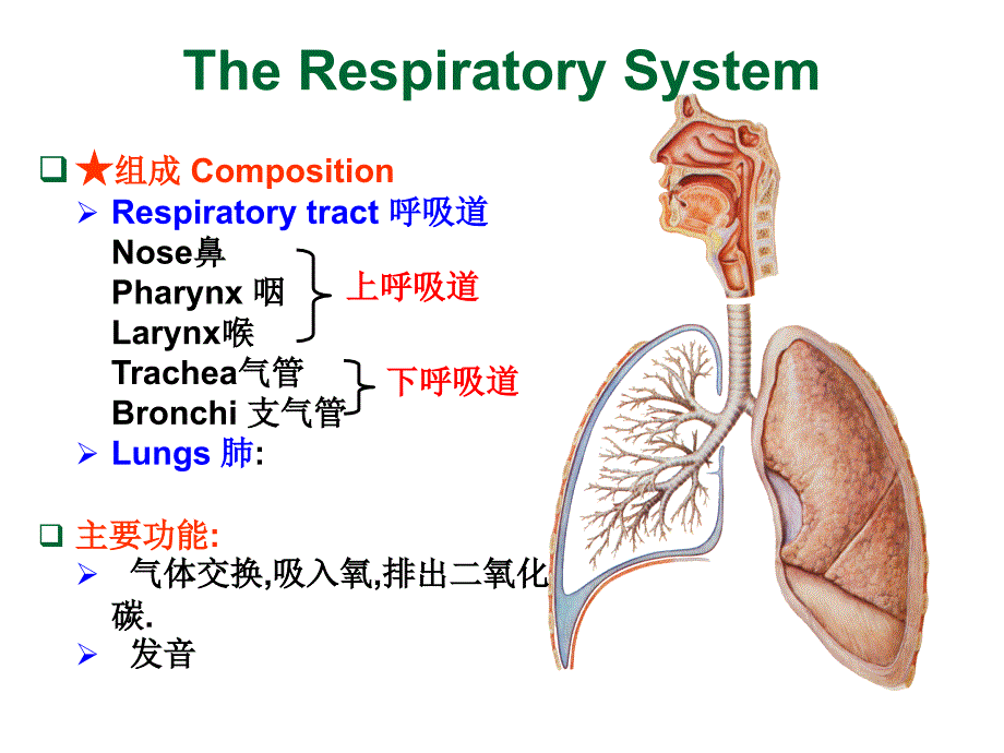 人体解剖学课件：8-Respiratory system-五年制_第1页