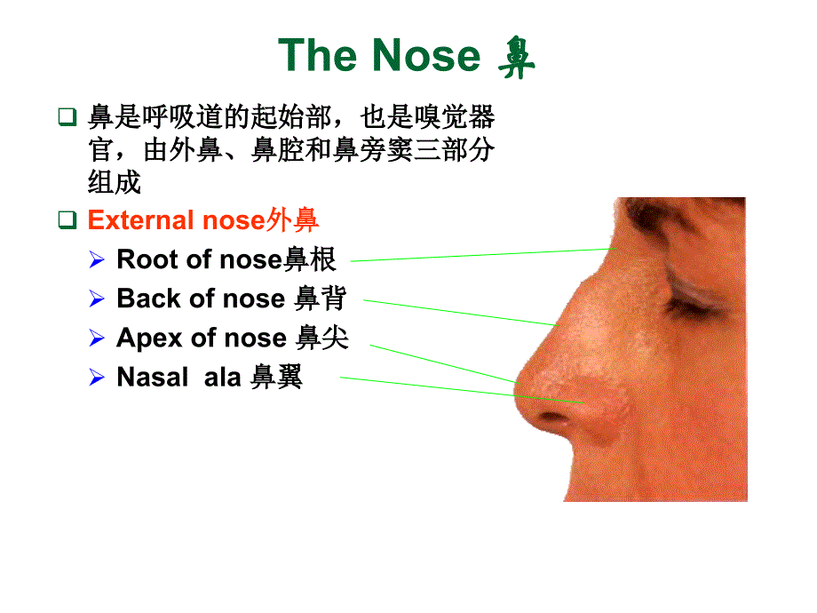 人体解剖学课件：8-Respiratory system-五年制_第2页