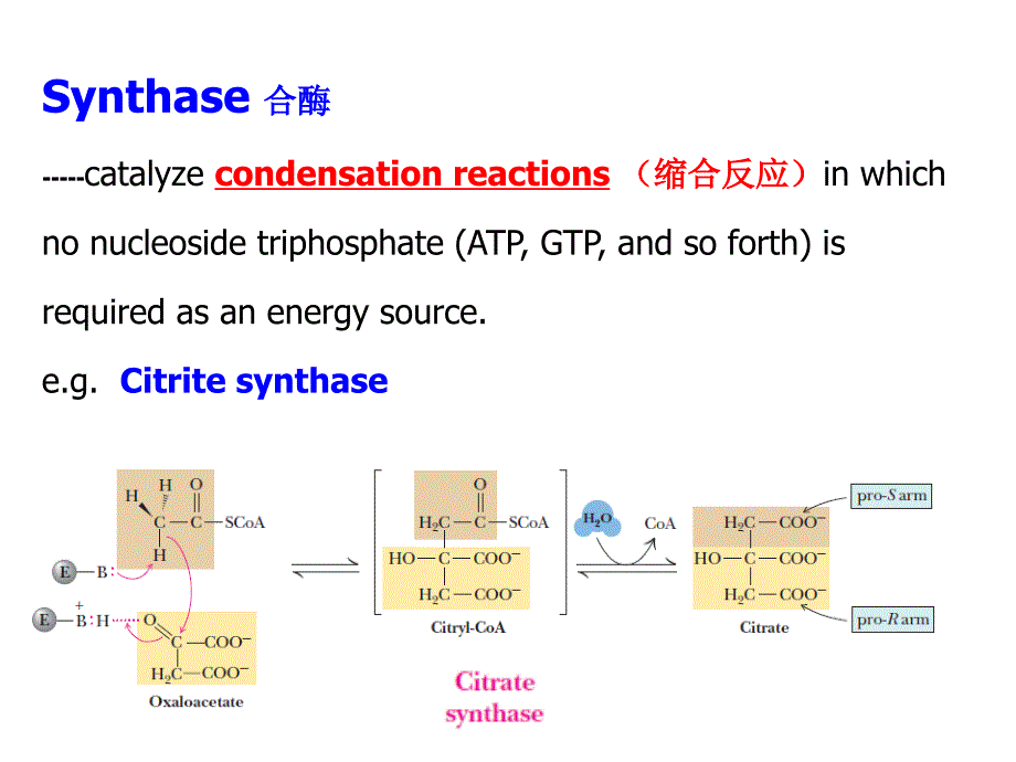 生物化学教学课件：Lecture 4 The Pentose Phosphate Pathway (HMP) and Gluconeogenesis(糖异生）_第3页