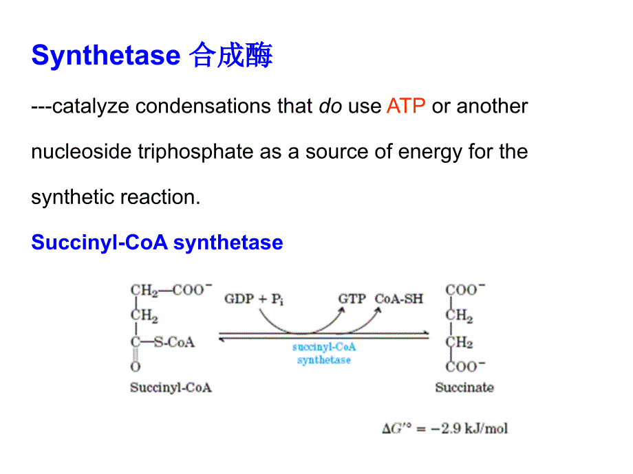 生物化学教学课件：Lecture 4 The Pentose Phosphate Pathway (HMP) and Gluconeogenesis(糖异生）_第4页