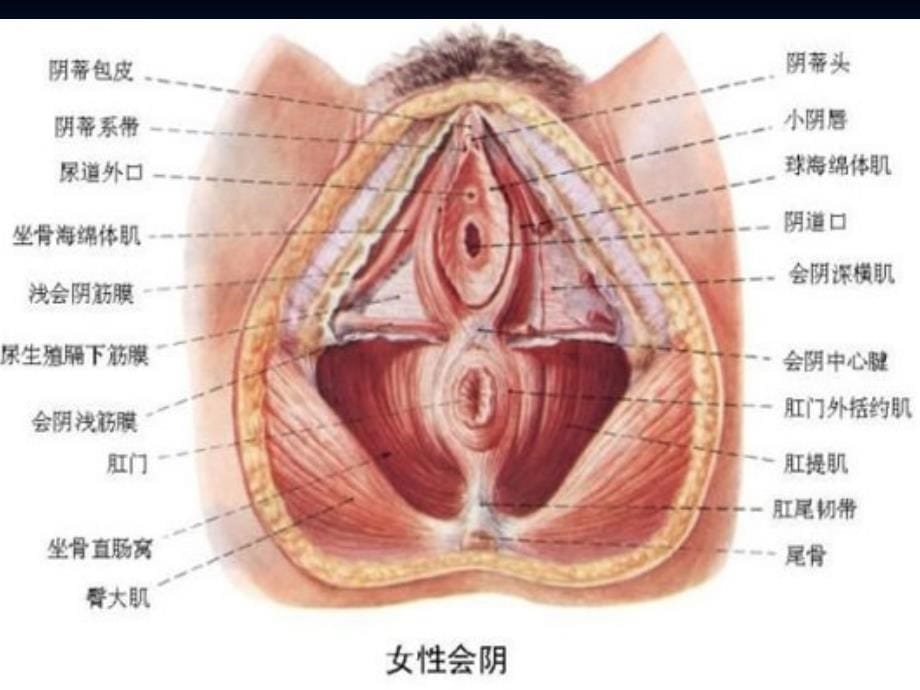 会阴切开术PPT课件_第5页