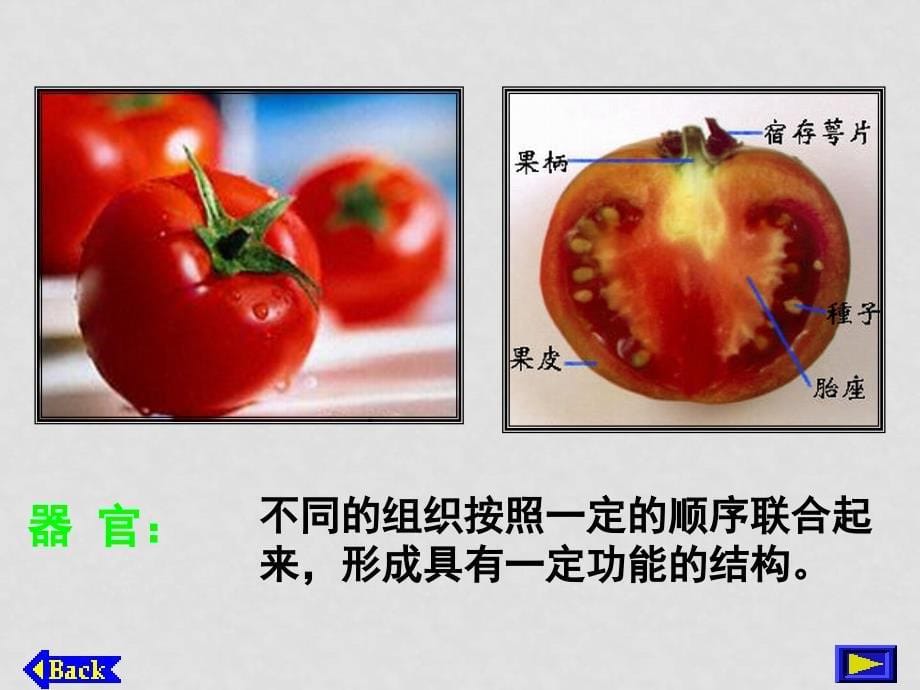 七年级生物第二单元第三章第二节　植物体的结构层次2 课件人教版_第5页