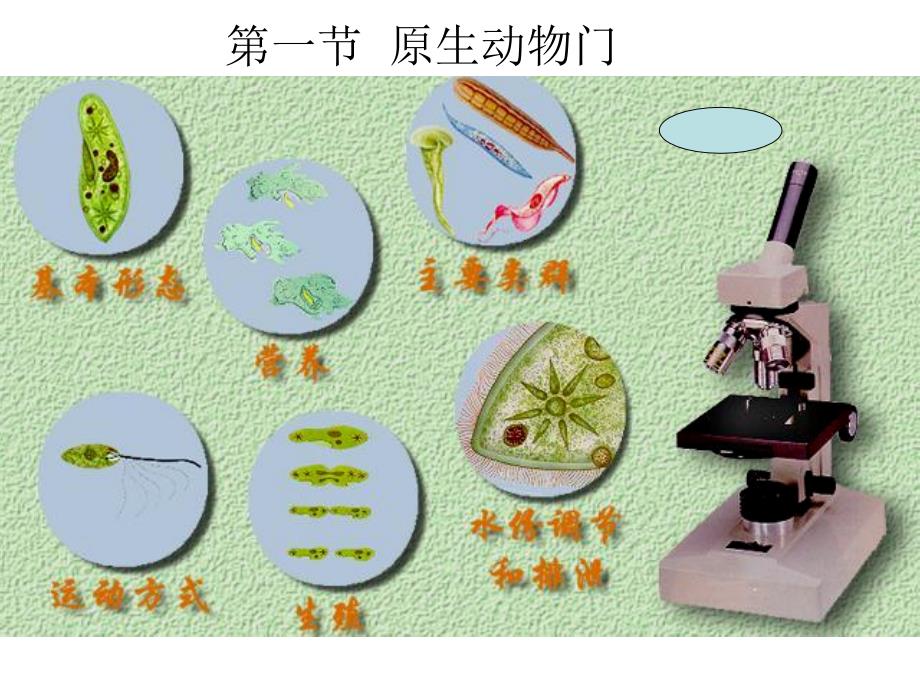 原生动物门xw_第1页