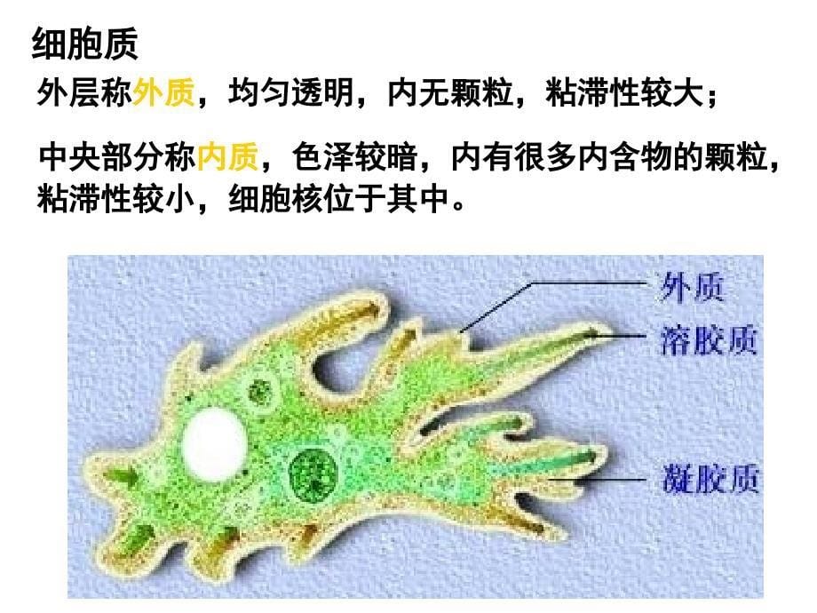 原生动物门xw_第5页