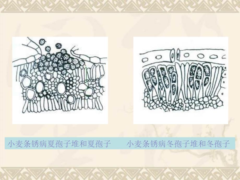 大田作物病害症状观察及病原鉴定_第3页