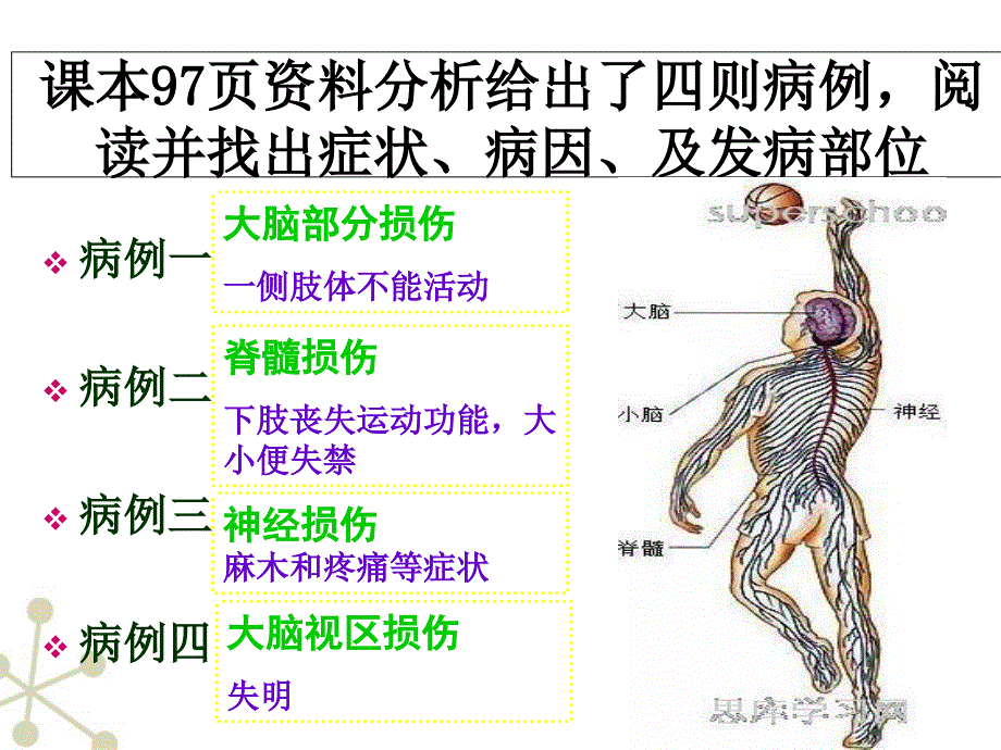 最新七年级生物下册神经系统的组成课件人教新课标版PPT文档_第2页