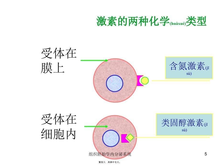 组织胚胎学内分泌系统课件_第5页