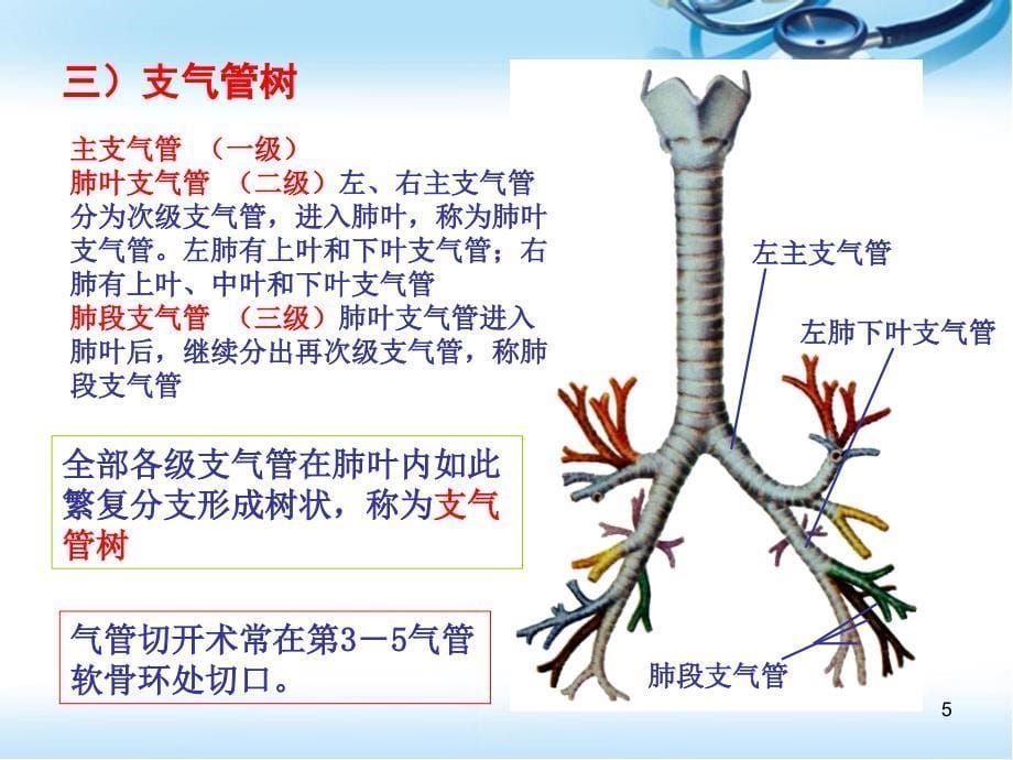 肺 胸膜与纵膈ppt参考课件_第5页