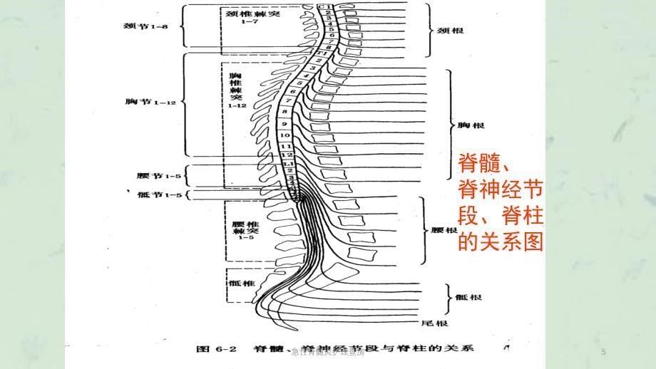 急性脊髓炎护理查房课件_第5页