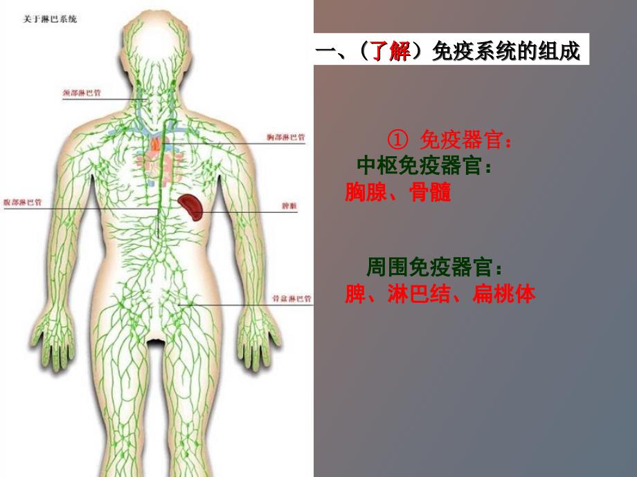 特异性反应免疫应答WKB_第2页