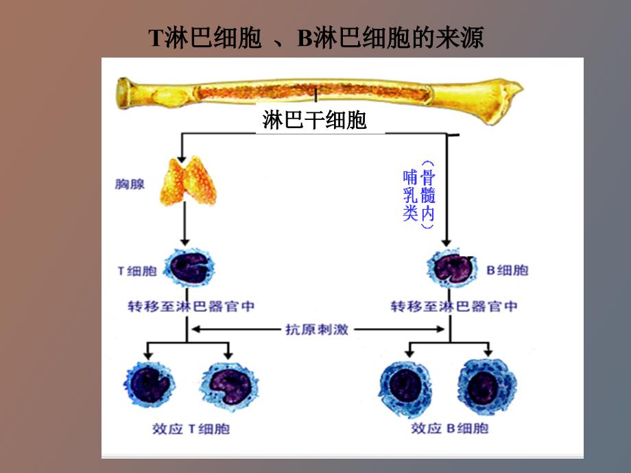 特异性反应免疫应答WKB_第4页