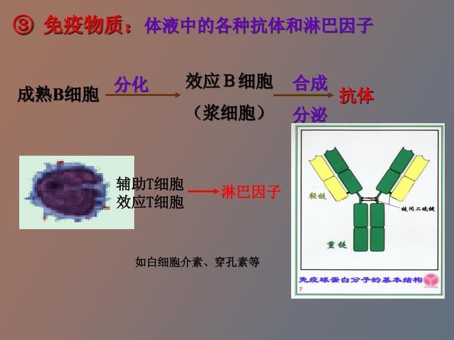 特异性反应免疫应答WKB_第5页