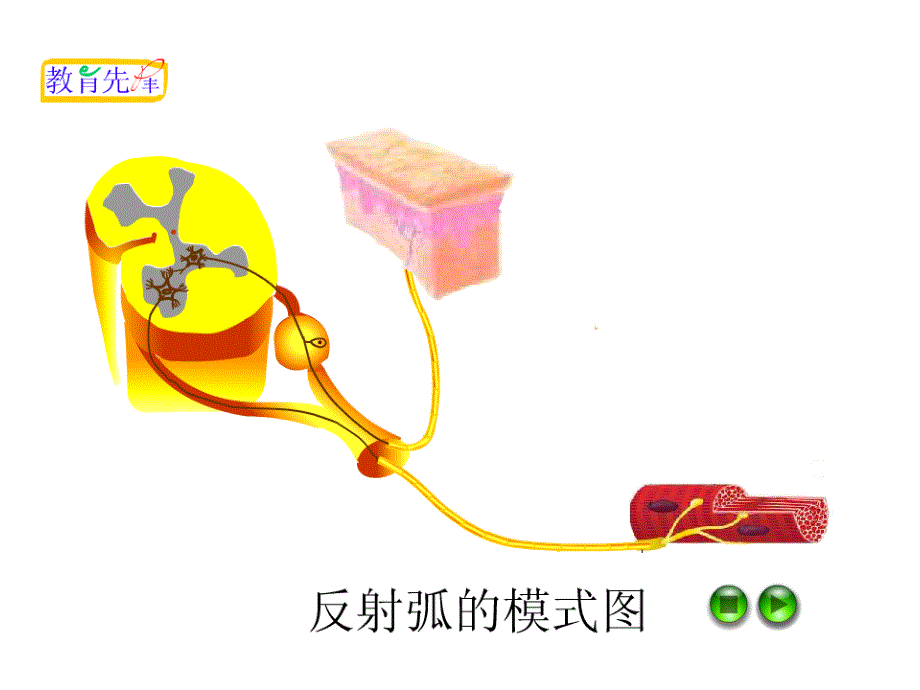 神经调节需要用到的图和动画_第1页