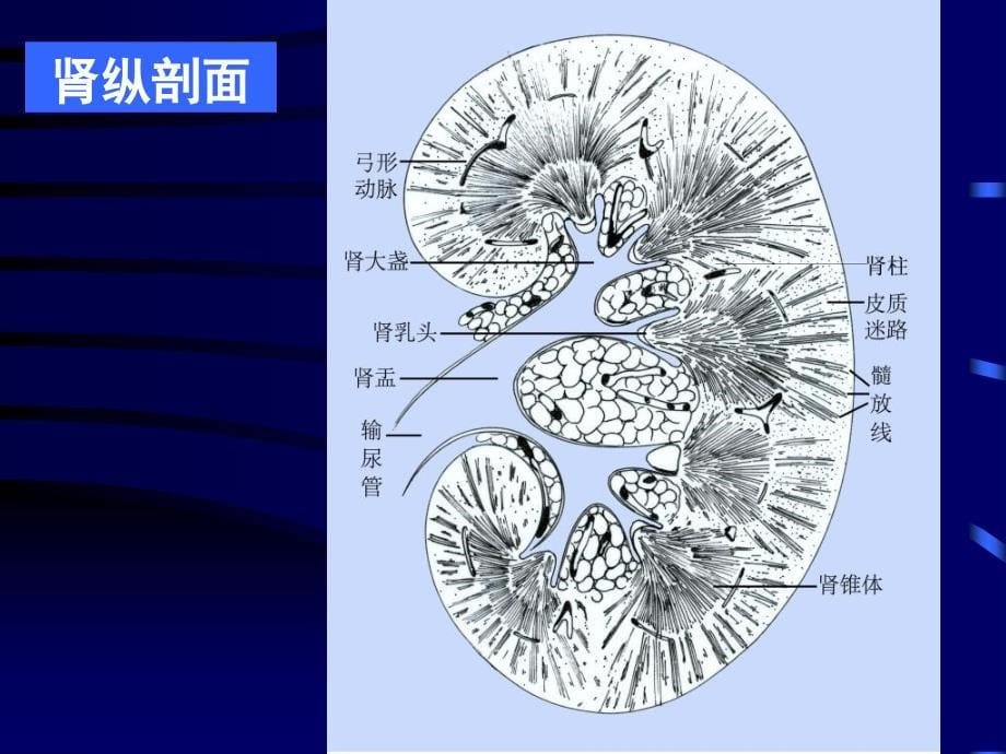 泌尿系统组织学与胚胎学_第5页