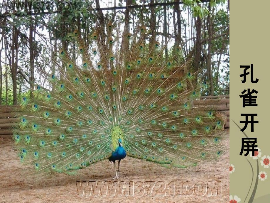 八年级生物上册第五单元第二章动物的运动和行为第一节动物的运动课件新人教版_第3页