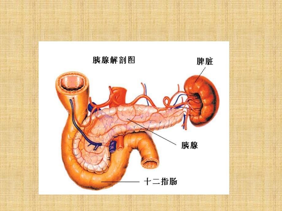 急性胰腺炎的护理查房_第5页