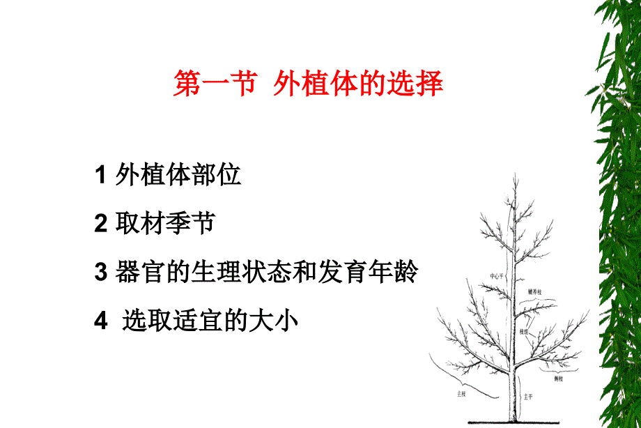 外植体的选择和灭菌_第3页